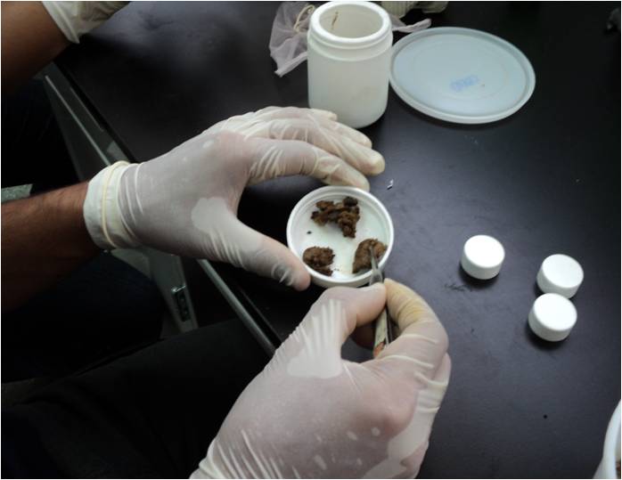 entomologia forense en mexico